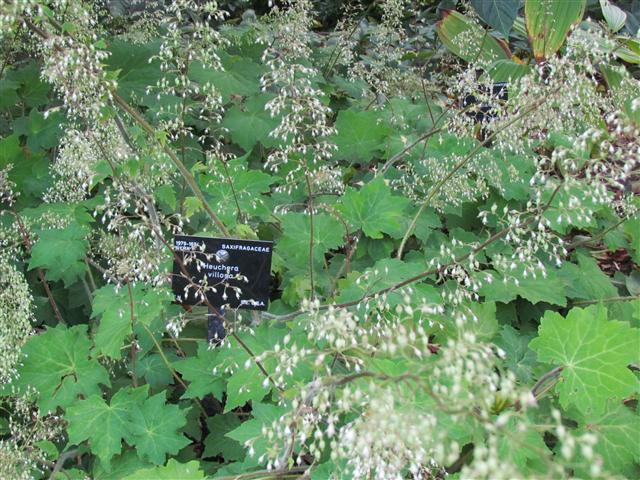 Heuchera villosa HeucheraVillosaDetailKew.JPG