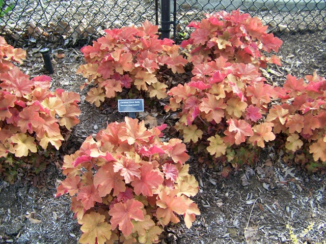 Picture of Heuchera villosa 'Caramel' Caramel Alum Root