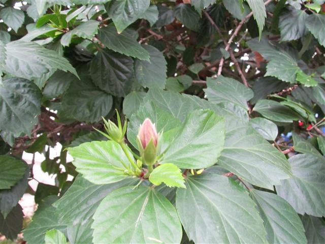 Hibiscus rosa-sinensis HibiscusRosaSinensisBudMagala.JPG