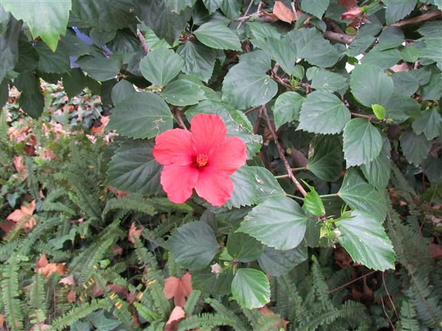 Hibiscus rosa-sinensis HibiscusRosaSinesisFlower.JPG