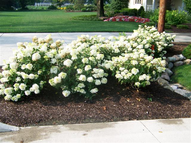 Picture of Hydrangea paniculata Little Lamb Little Lamb Hydrangea