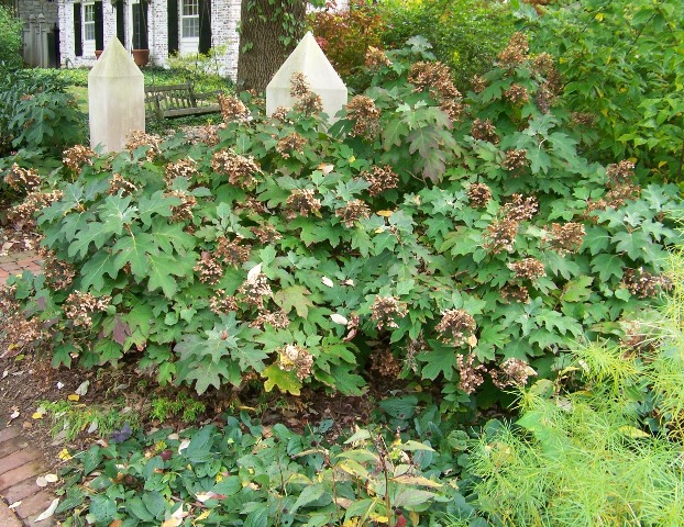 Picture of Hydrangea quercifolia 'Pee Wee' Oakleaf Hydrangea