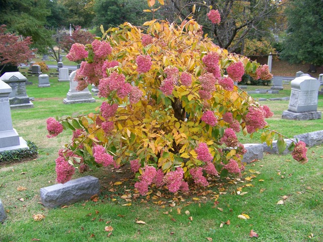 Picture of Hydrangea paniculata  Panicle Hydrangea