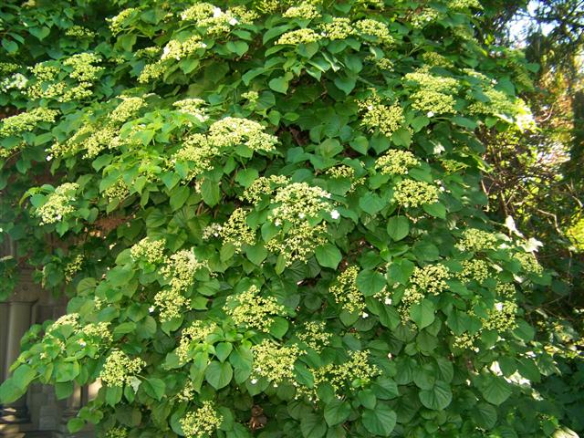 Picture of Hydrangea anomala subsp. petiolaris  Climbing Hydrangea