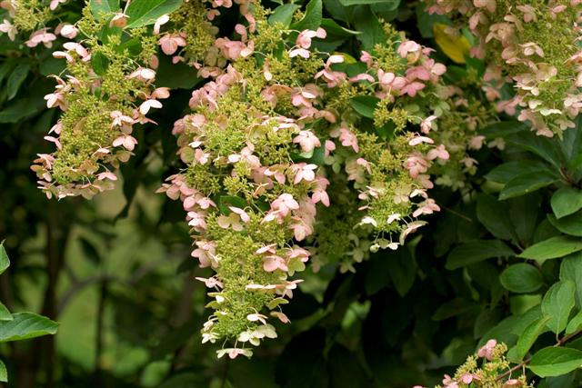 Picture of Hydrangea paniculata  Panicle Hydrangea