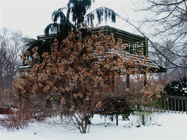 Picture of Hydrangea%20paniculata%20%20Panicle%20Hydrangea