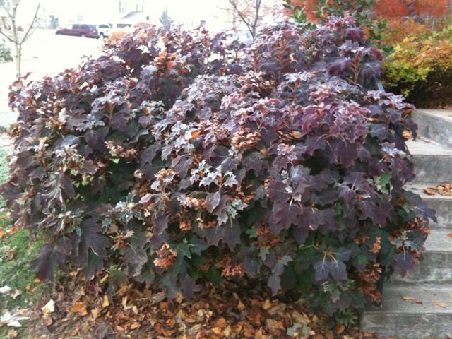 Picture of Hydrangea quercifolia 'Pee Wee' Oakleaf Hydrangea