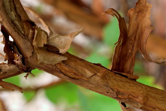 Picture of Hydrangea quercifolia  Oakleaf Hydrangea