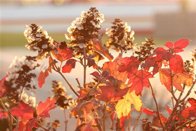 Picture of Hydrangea quercifolia  Oakleaf Hydrangea