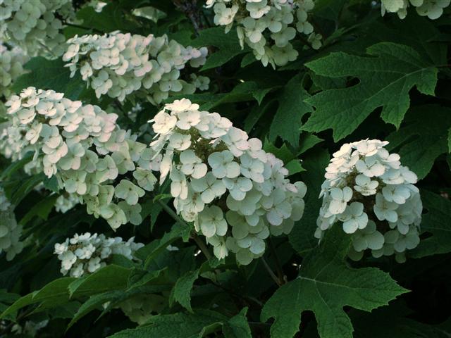 Picture of Hydrangea quercifolia  Oakleaf Hydrangea