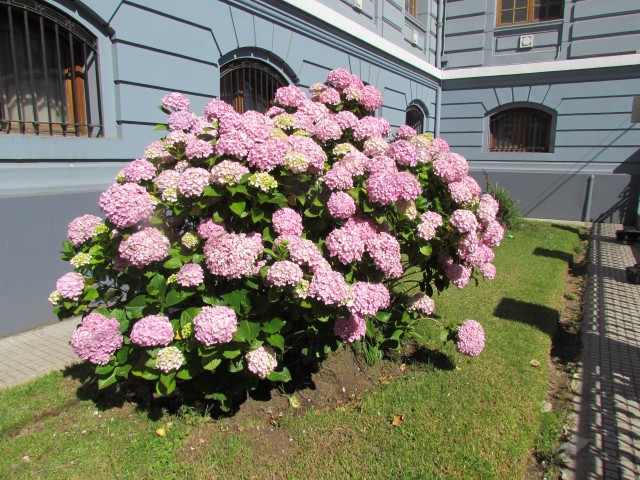 Hydrangea quercifolia HydrangeaValparaisoChile.JPG