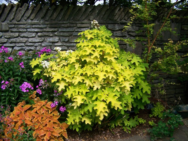 Hydrangea quercifolia HydrangeaquercifoliaLittleHoney.JPG