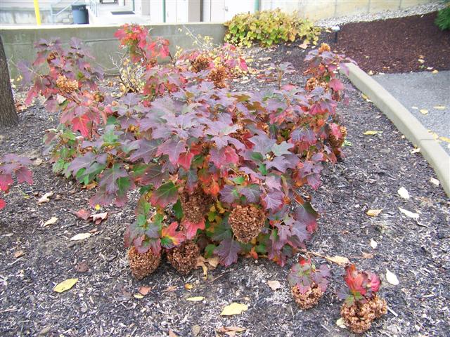 Picture of Hydrangea quercifolia 'Vaughn's Lillie' Vaughn's Lillie Oakleaf Hydrangea