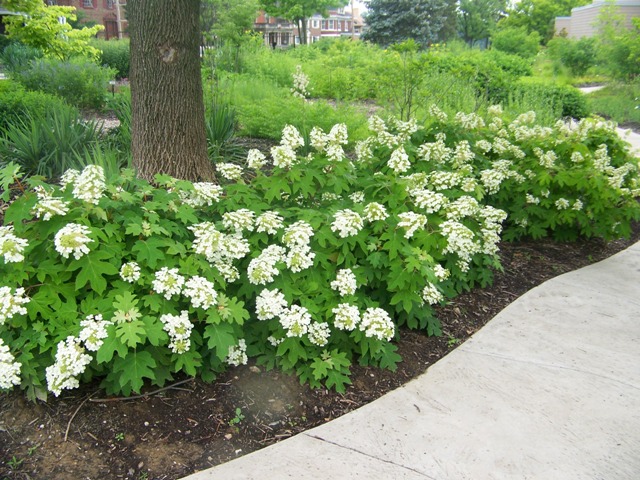 Hydrangea quercifolia Hydrangeaquercifoliapeewee.JPG