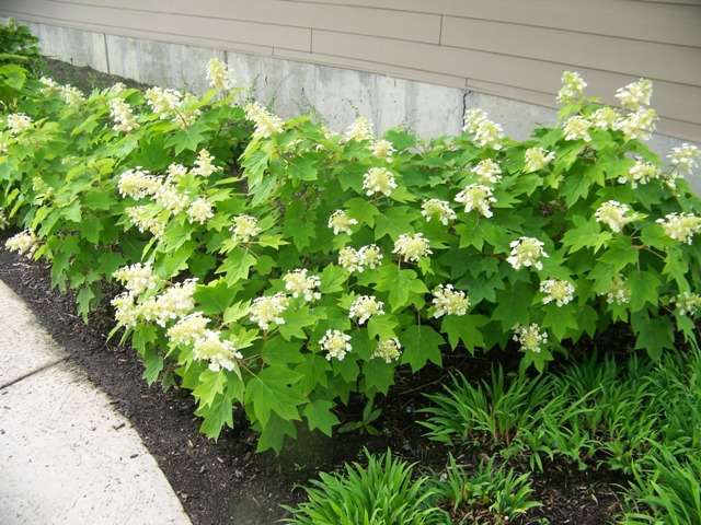 Picture of Hydrangea quercifolia 'Sikes Dwarf' Oakleaf Hydrangea