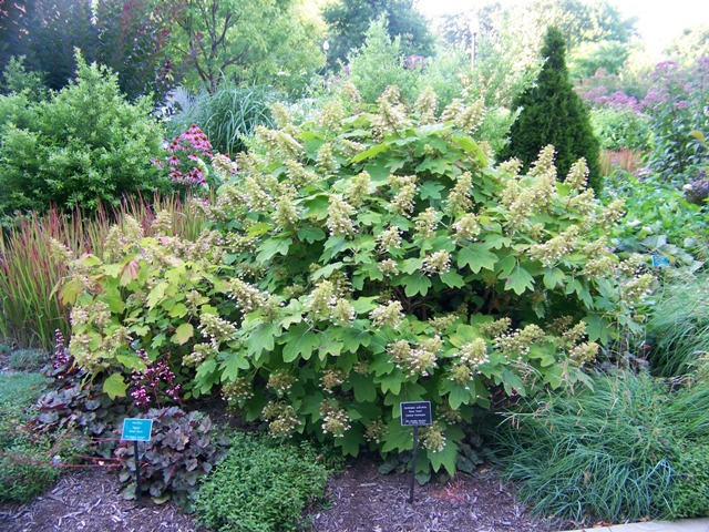 Picture of Hydrangea quercifolia 'Sikes Dwarf' Oakleaf Hydrangea