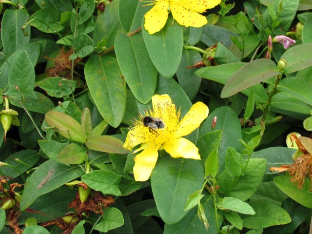 Hypericum calycinum HypericulCalucinumRoseOfSharonFlowerWithBeeCUBG.JPG