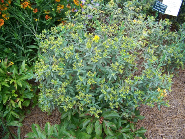 Picture of Hypericum kalmianum 'Blue Velvet' Blue Velvet St. Johnswort