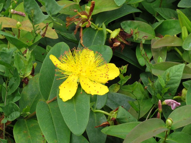 Hypericum calycinum HypericumCaycinumRoseOfSharonFlowerDetailCUBG.JPG