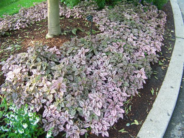 Picture of Hypoestes  Splash Select Pink