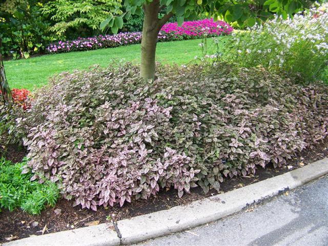 Picture of Hypoestes  Splash Select Pink