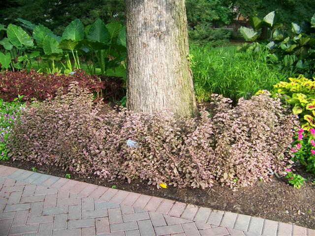 Picture of Hypoestes  Splash Select Pink