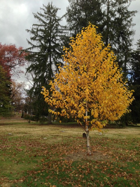 Betula papyrifera IMG_5185.jpg