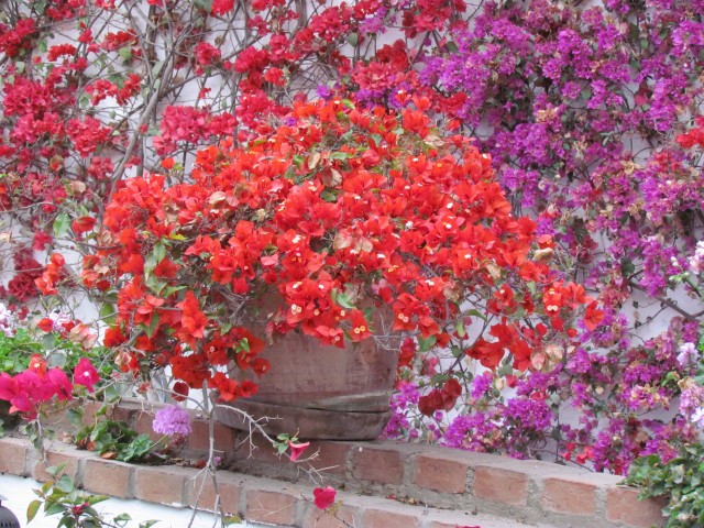 Bougainvillea spp IMG_5644.JPG