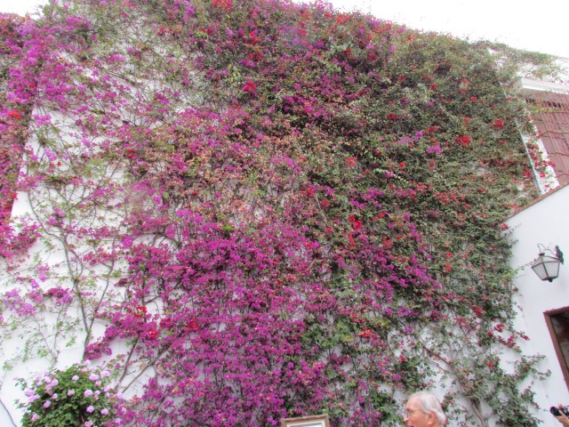 Bougainvillea spp IMG_5645.JPG