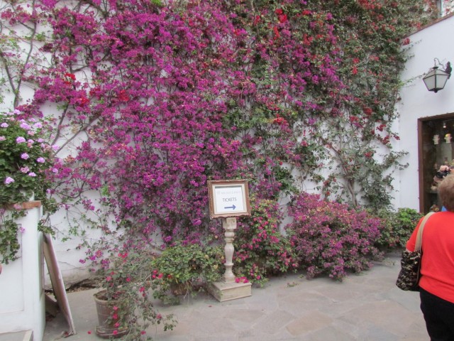 Bougainvillea spp IMG_5646.JPG