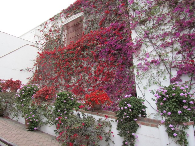 Bougainvillea spp IMG_5647.JPG