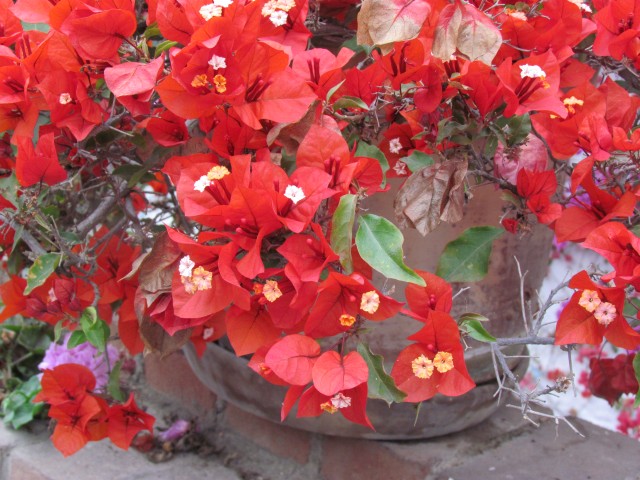 Bougainvillea spp IMG_5648.JPG