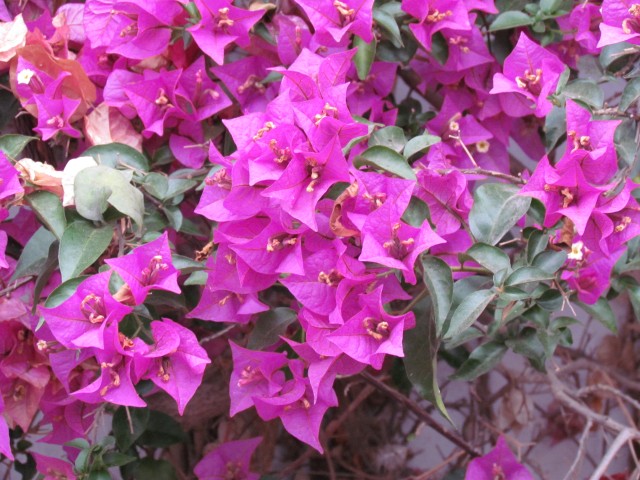 Bougainvillea spp IMG_5649.JPG