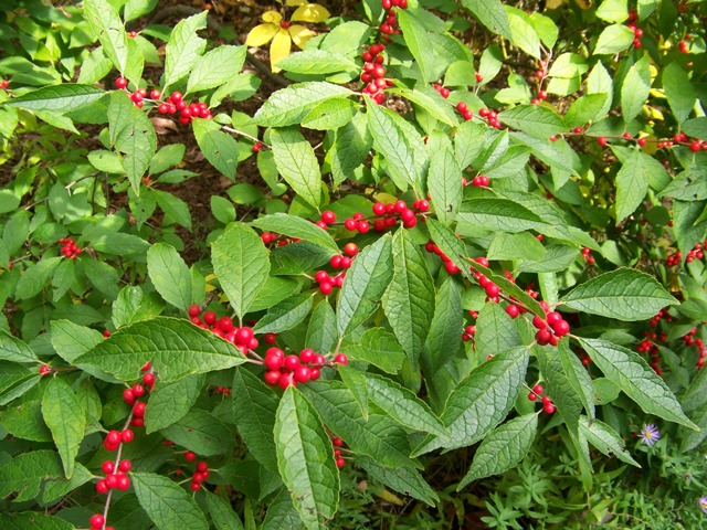 Picture of Ilex verticillata 'Winter Red' Winter Red Winterberry Holly