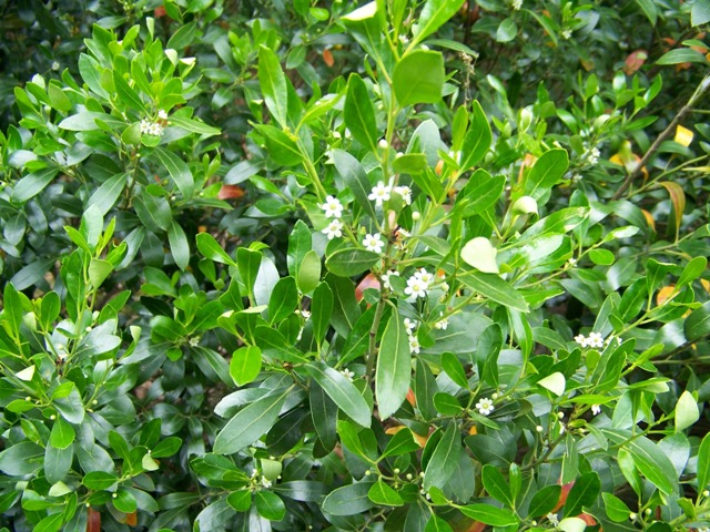 Picture of Ilex glabra  Inkberry