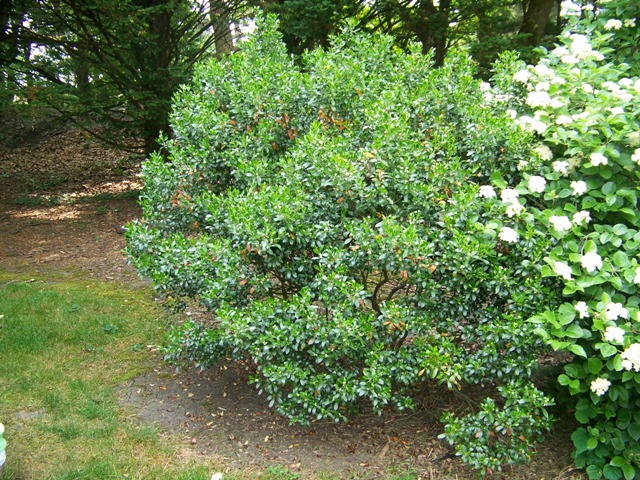 Picture of Ilex glabra  Inkberry