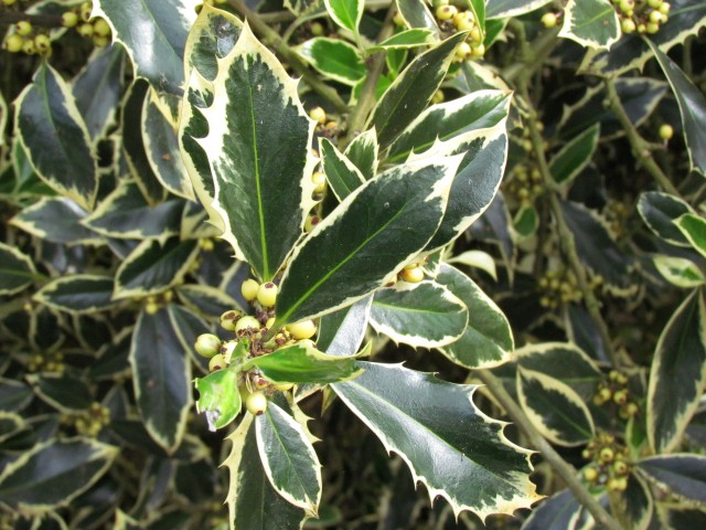 Ilex aquifolium IlexAquifoliumHandsworthNewSilverLeaf.JPG