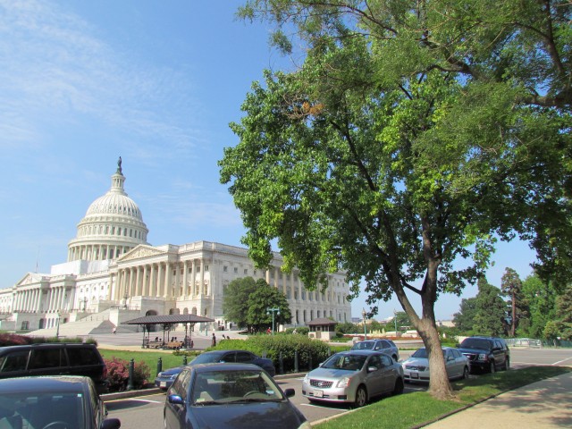 Ilex opaca IlexOpaca2CapitolHill3.JPG