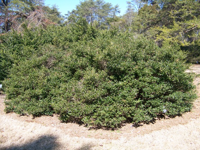 Ilex crenata IlexcrenataGreenLustre.JPG