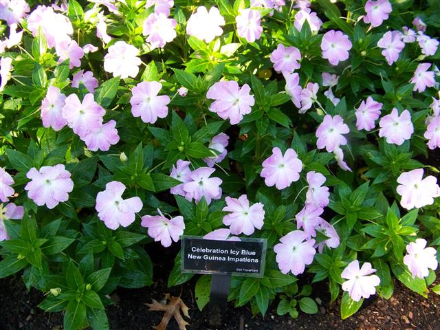 Picture of Impatiens hawkerii 'Celebration Icy Blue New Guinea' Celebration Icy Blue New Guinea Impatiens