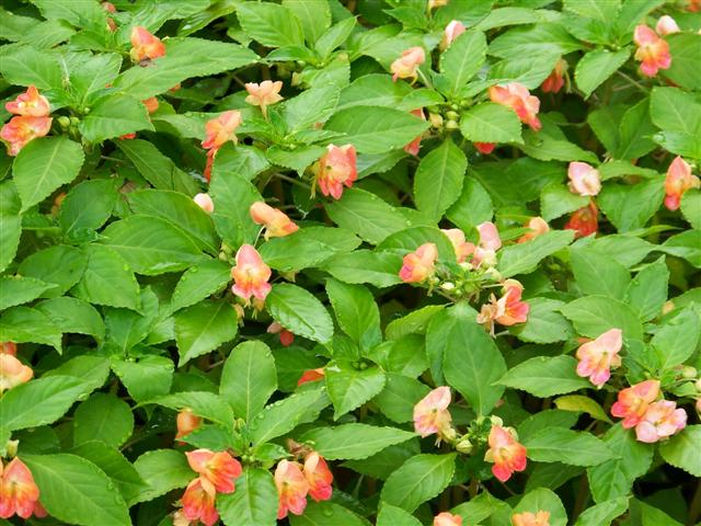 Picture of Impatiens hybrida 'Fusion Infrared Apricot' Fusion Infrared Apricot Impatiens