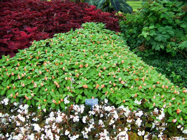 Picture of Impatiens hybrida 'Fusion Infrared Apricot' Fusion Infrared Apricot Impatiens