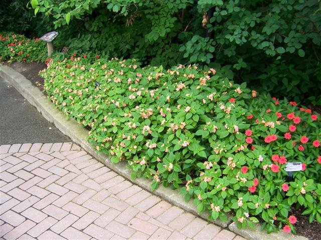 Picture of Impatiens hybrida 'Fusion Infrared Apricot' Fusion Infrared Apricot Impatiens