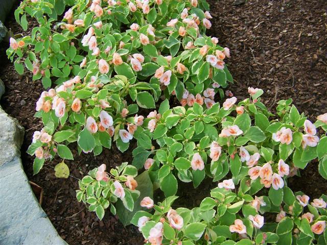 Picture of Impatiens  'Fusion Peach Frost' Fusion Peach Frost Impatiens