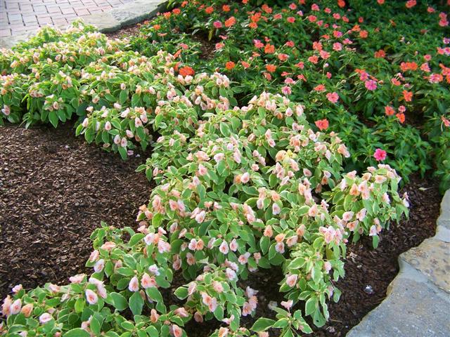 Picture of Impatiens  'Fusion Peach Frost' Fusion Peach Frost Impatiens