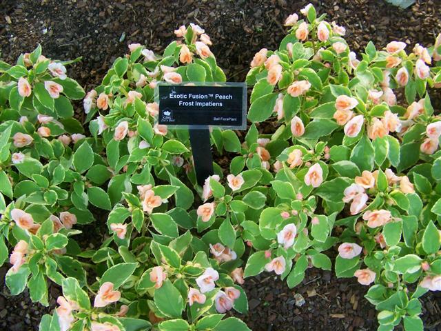 Picture of Impatiens  'Fusion Peach Frost' Fusion Peach Frost Impatiens