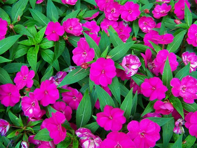 Picture of Impatiens  'Fanfare Fuchsia Trailing' Fanfare Fuchsia Trailing Impatiens