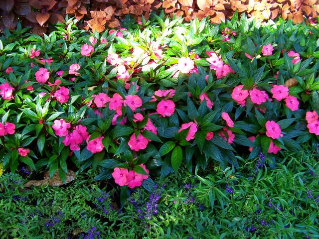 Picture of Impatiens hawkerii Magnum Hot Pink Magnum Hot Pink New Guinea Impatiens