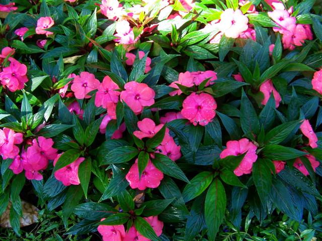 Picture of Impatiens hawkerii Magnum Hot Pink Magnum Hot Pink New Guinea Impatiens