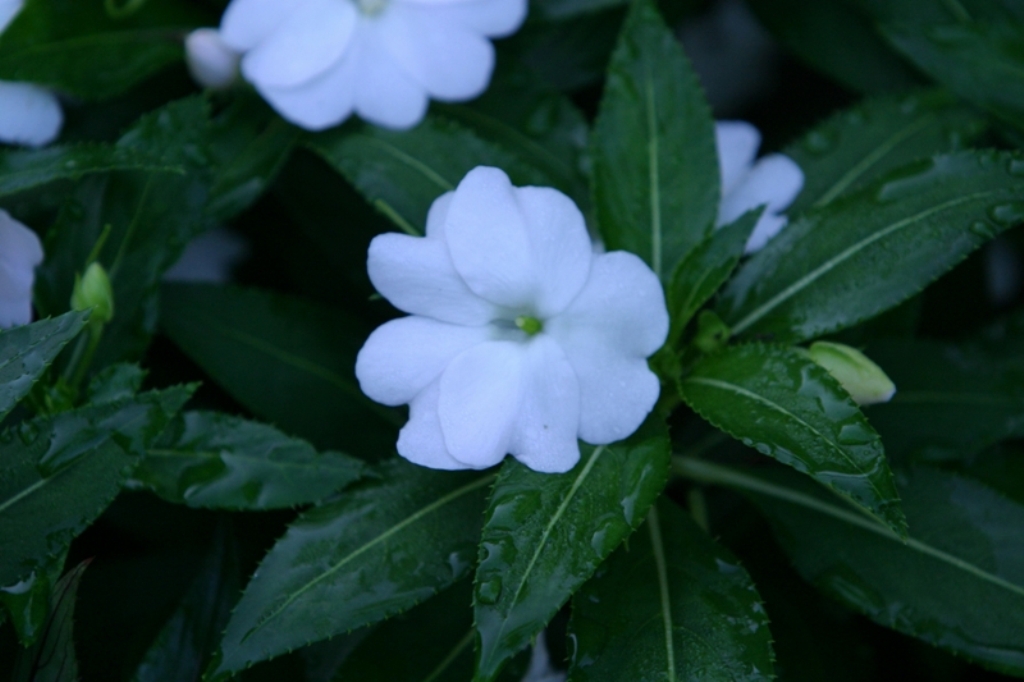 Picture of Impatiens hawkeri 'Celebrette Frost' Celebrette Frost New Guinea Impatiens